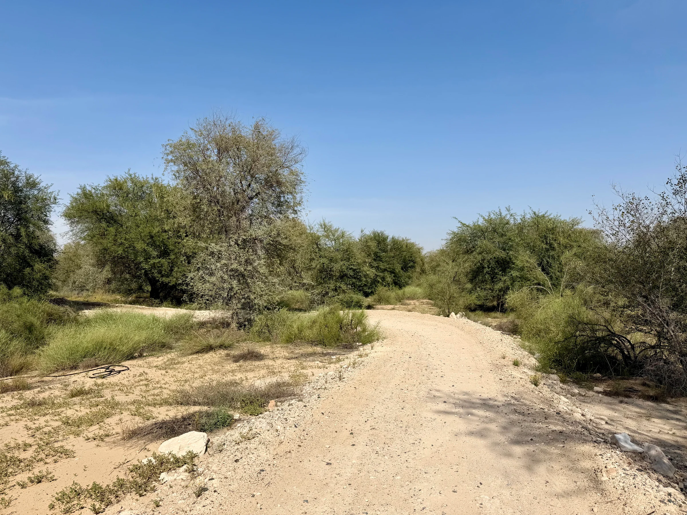 Mushrif Park / Hiking Trail photo 2
